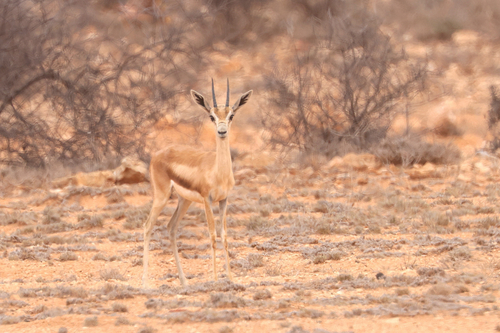 Speke's Gazelle