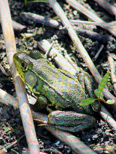 Green Frog observed by marie1902