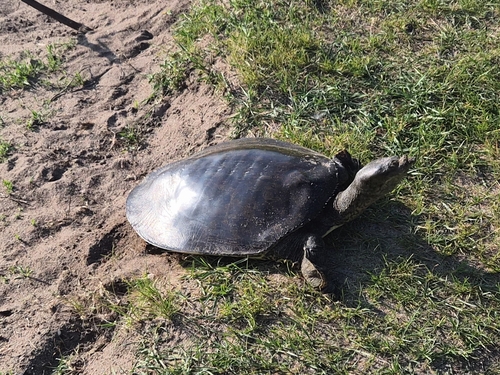 Spiny Softshell observed by queerrabbit