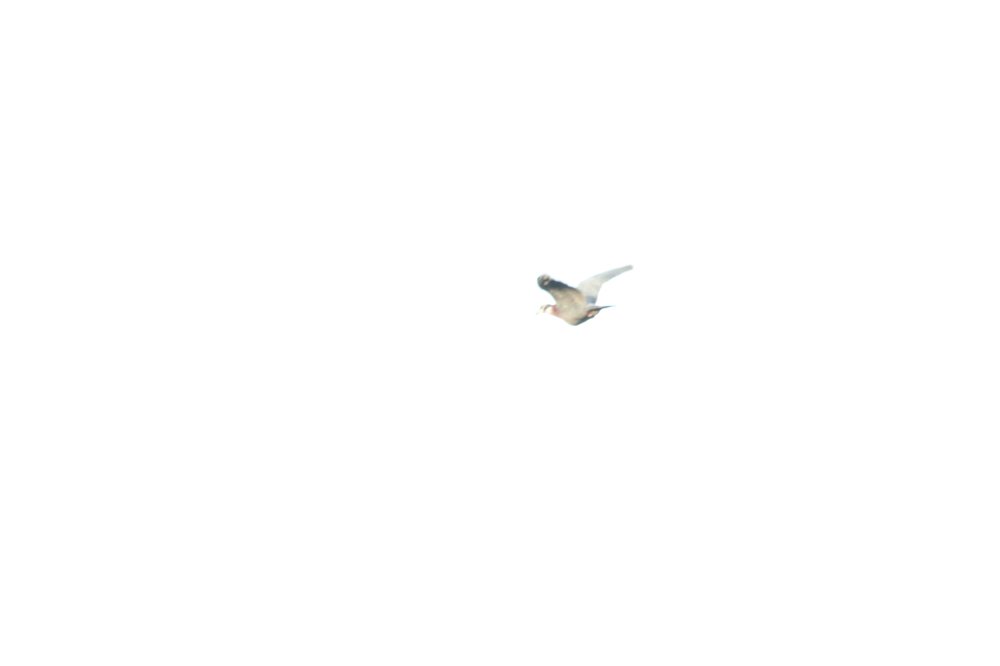 Collared Imperial Pigeon (Ducula mullerii), photo 3