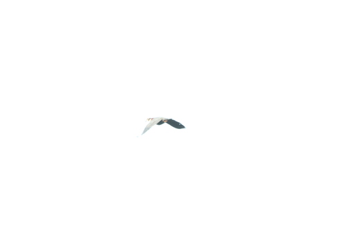 Collared Imperial Pigeon (Ducula mullerii), photo 6