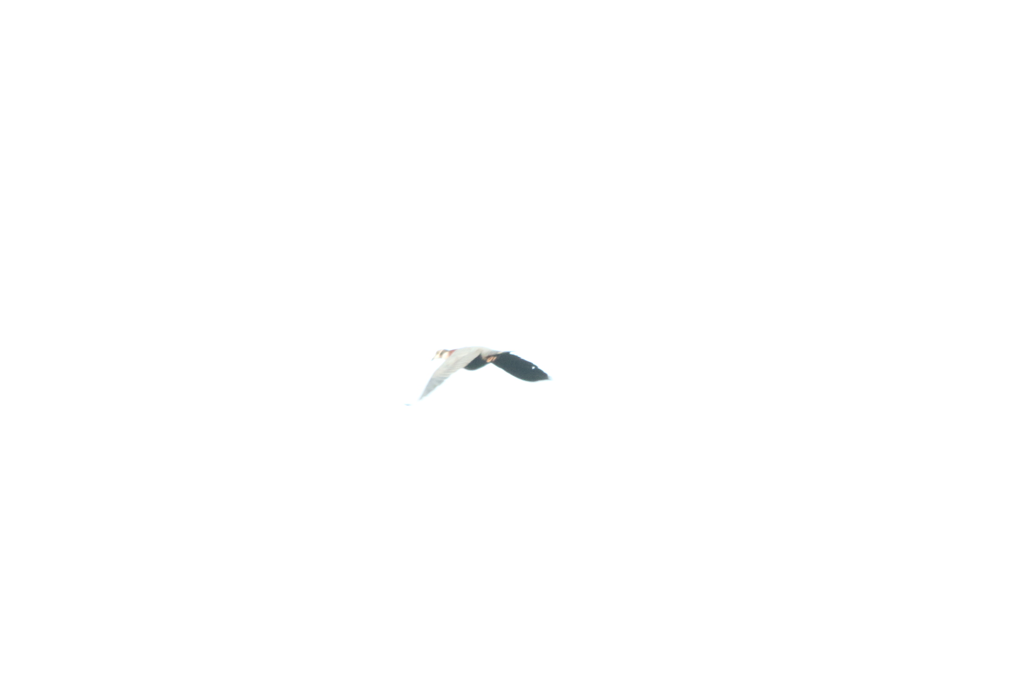 Collared Imperial Pigeon (Ducula mullerii), photo 4