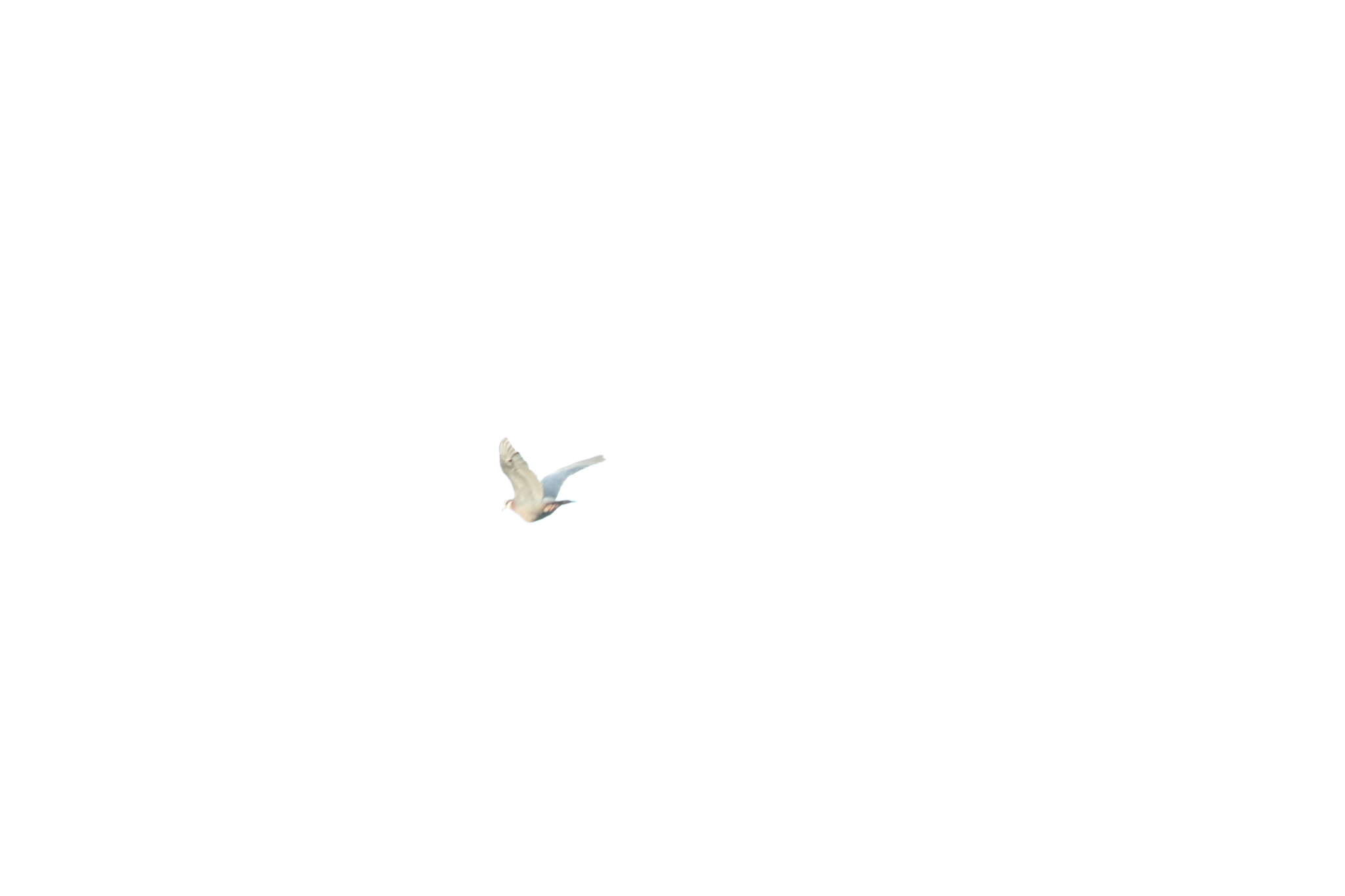 Collared Imperial Pigeon (Ducula mullerii), photo 6