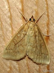 Framinghamia helvalis