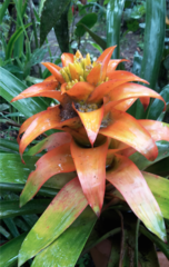 Guzmania lingulata