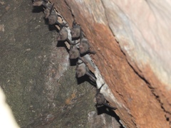 Taphozous melanopogon