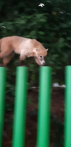Coatí observed by de_rerum_natura