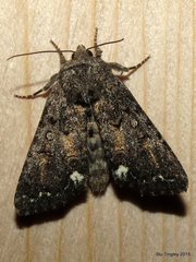 Melanchra pulverulenta