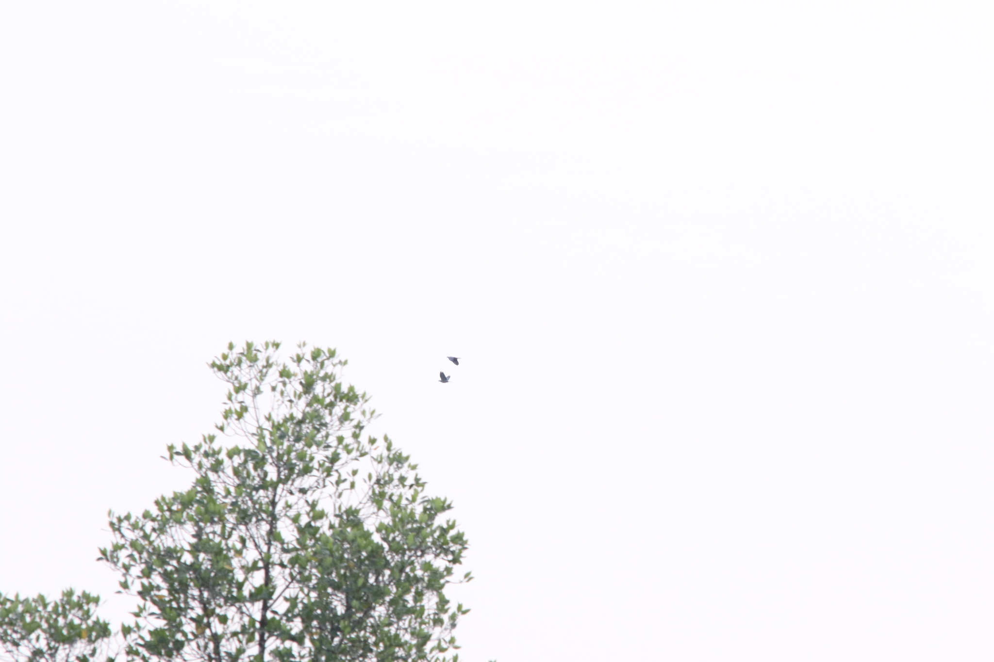 Collared Imperial Pigeon (Ducula mullerii), photo 7