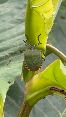 Giant Shield Bug