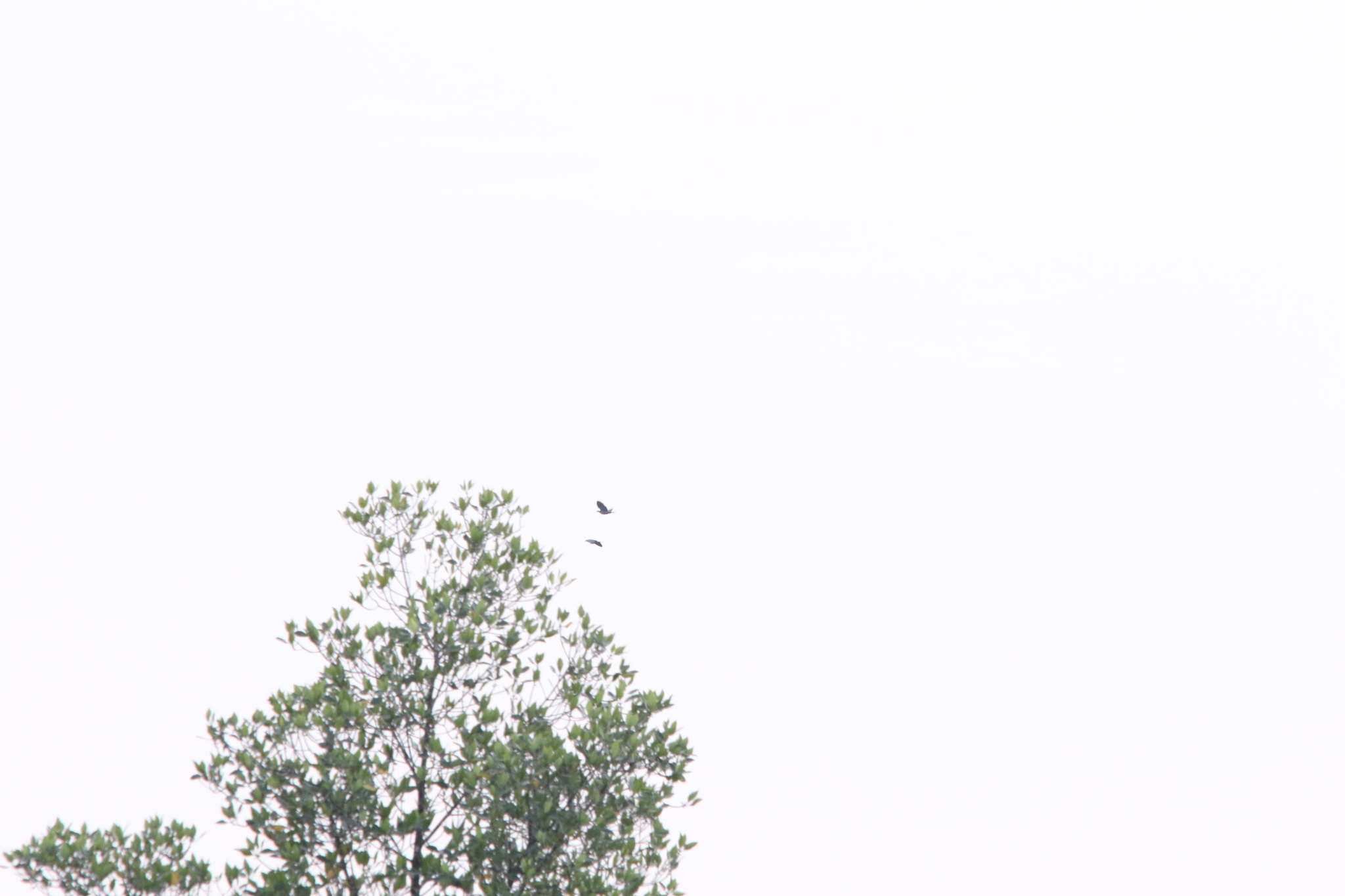 Collared Imperial Pigeon (Ducula mullerii), photo 8