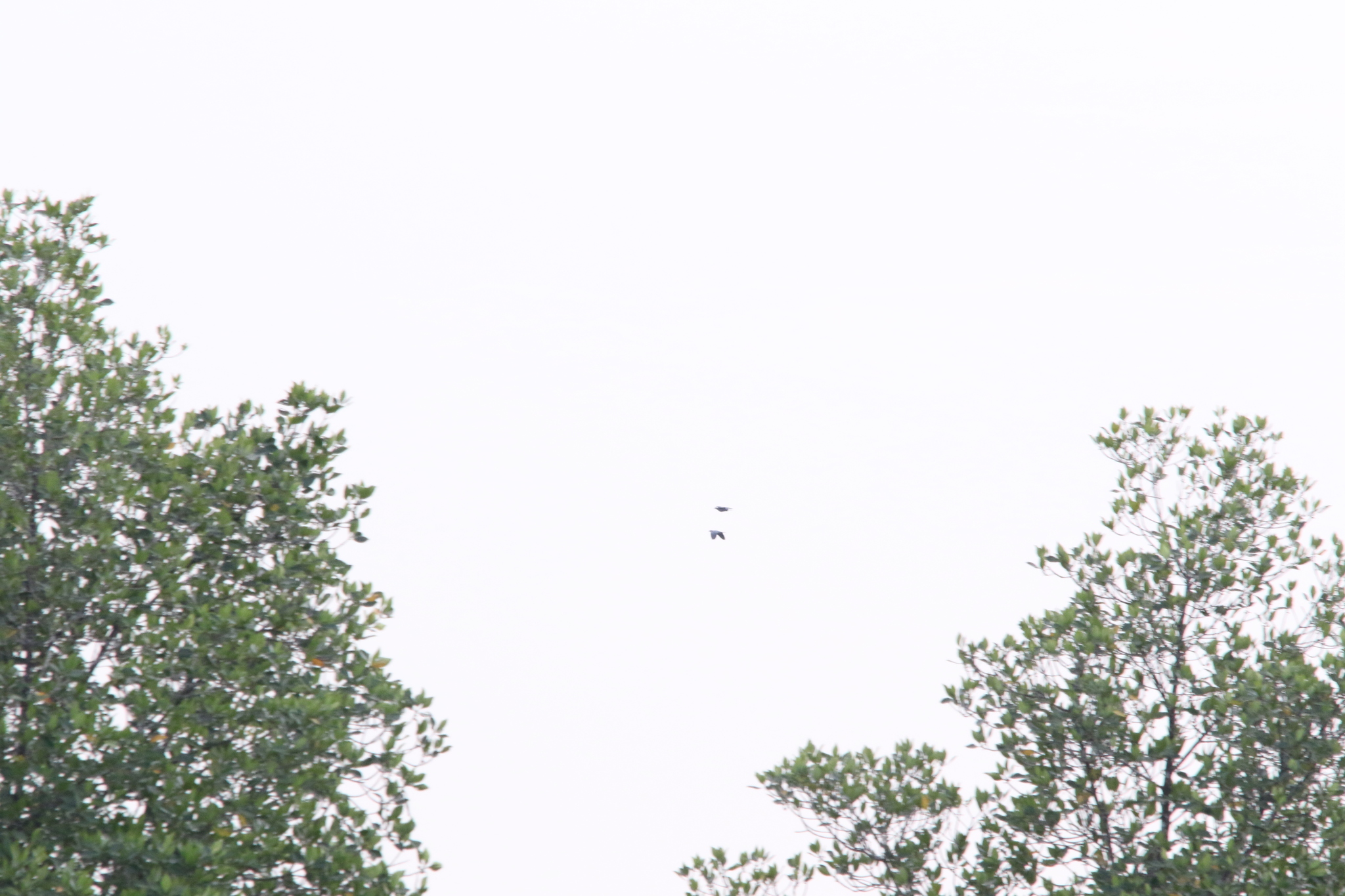 Collared Imperial Pigeon (Ducula mullerii), photo 9