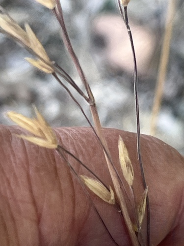 Mexican panicgrass