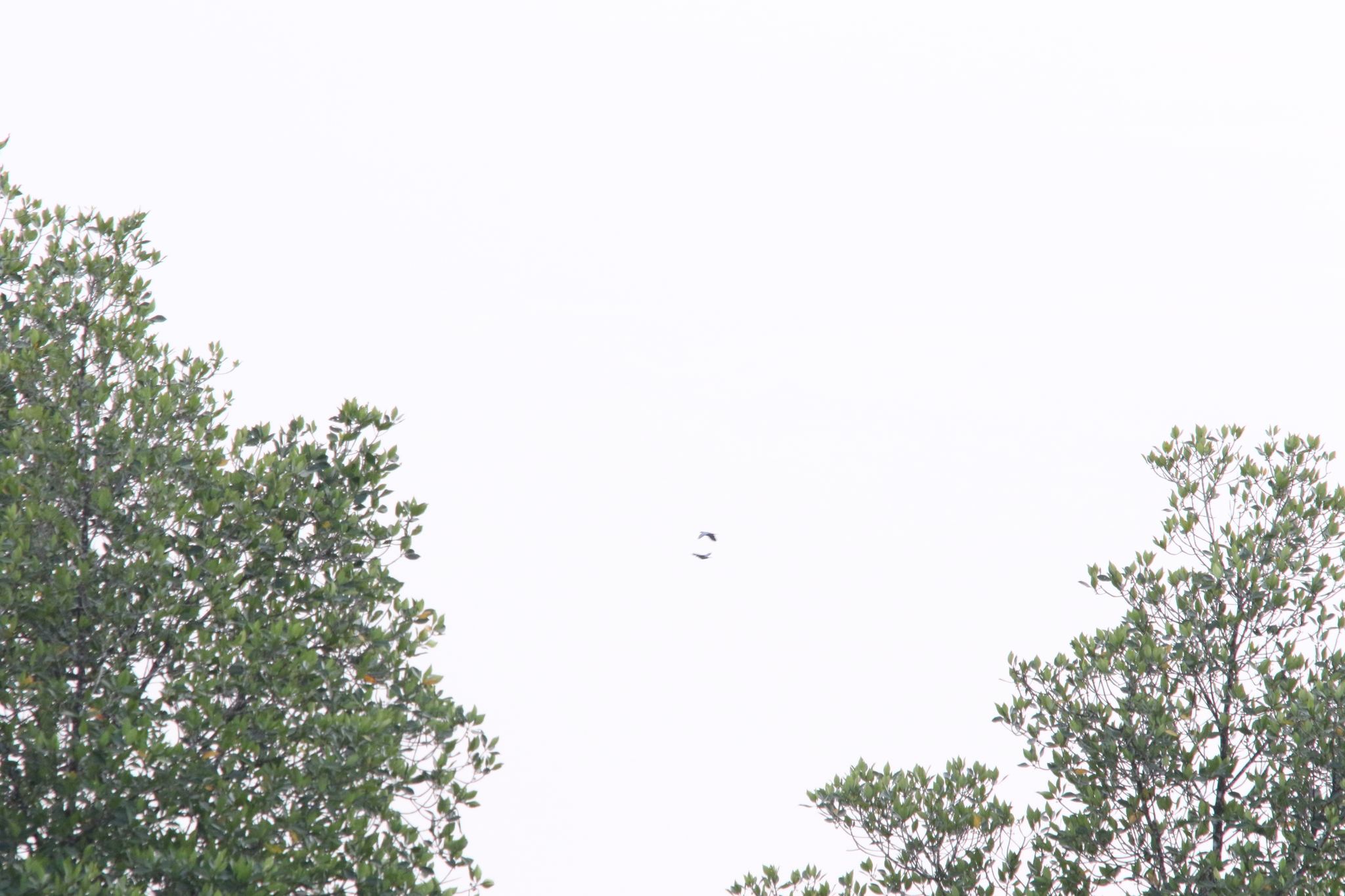 Collared Imperial Pigeon (Ducula mullerii), photo 10