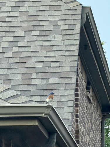 Eastern Bluebird observed by klcarlton65