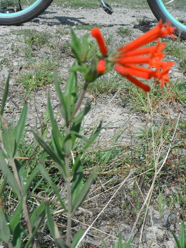 firecrackerbush