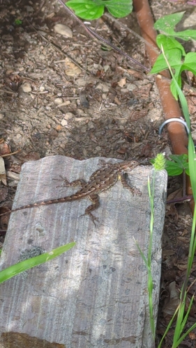Western Fence Lizard observed by daveozric