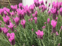 Lavandula