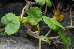Hydrocotyle nepalensis