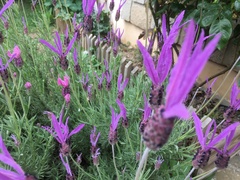 Lavandula