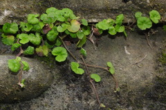 Hydrocotyle nepalensis