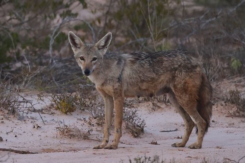 African Wolf