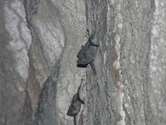 Taphozous melanopogon