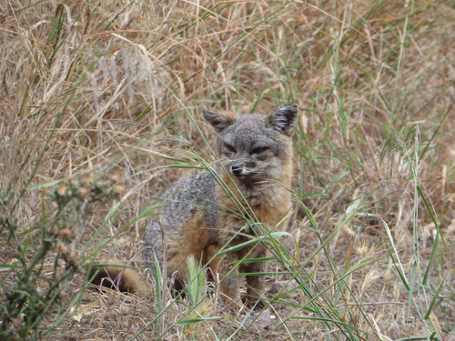 Santa Cruz Island Fox observed by pricekathryne