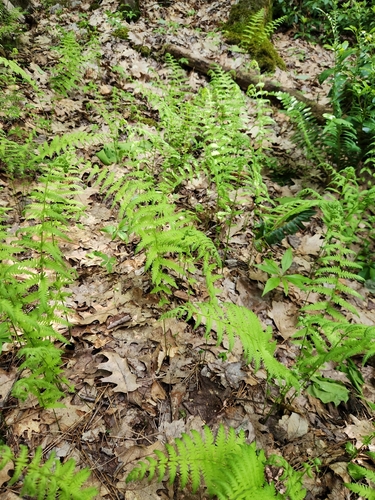 New York fern