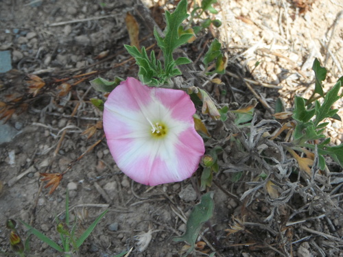 field bindweed