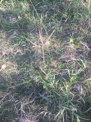 Dichanthium annulatum