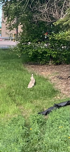 White-tailed Jackrabbit observed by that_micicle