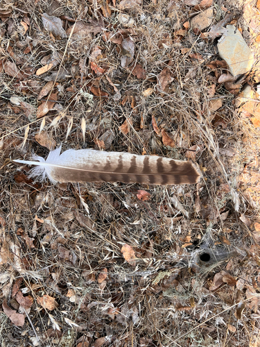 iNaturalist observation photo of Red-tailed Hawk