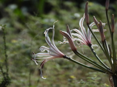 Nerine laticoma