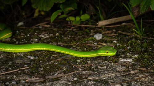 Huaxi Green Pitviper