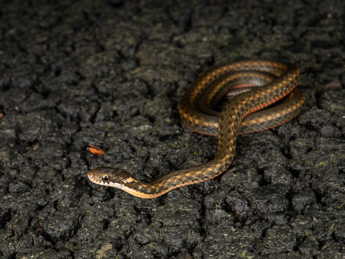 Wa Shan Keelback