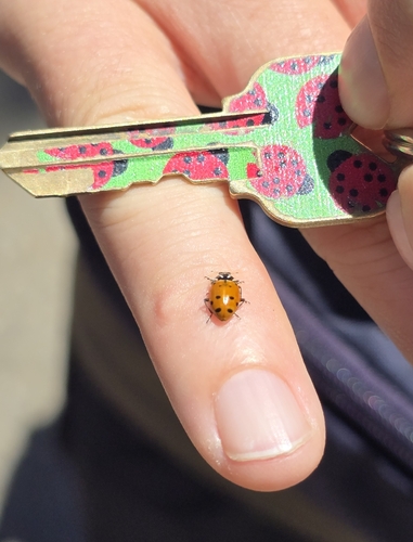 Ladybug