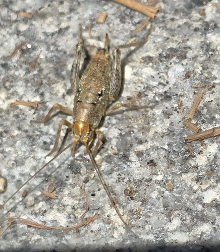 Arboreal Camel Cricket photo 5