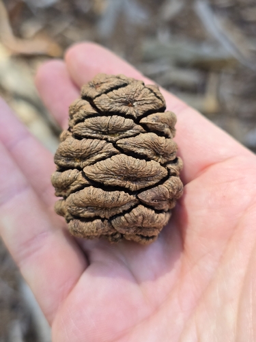 Sequoia