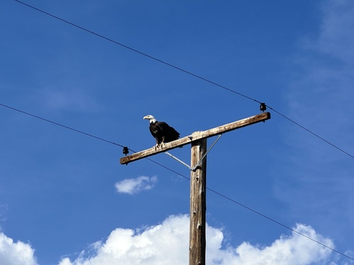 Bald Eagle observed by frank_gruber