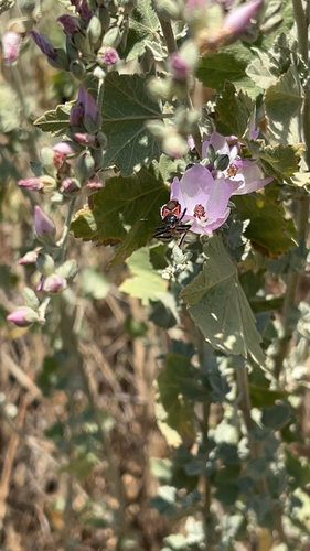 iNaturalist observation photo of California Bee Assassin