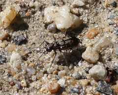 Cicindela repanda repanda