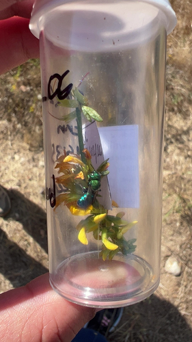 iNaturalist observation photo of Bees