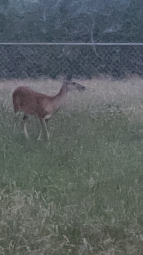 White-tailed Deer observed by buzzboy