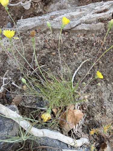 Malacothrix glabrata, 2026-05-29