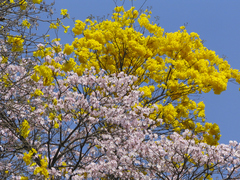 Handroanthus serratifolius