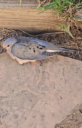 Mourning Dove observed by gnarlyshields