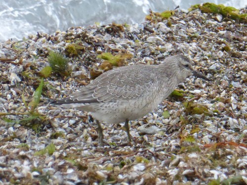Correlimos gordo (Calidris canutus)