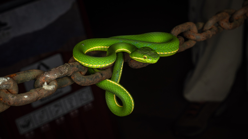 Huaxi Green Pitviper