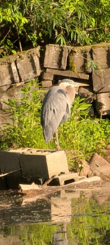 Great Blue Heron observed by jmarshall801